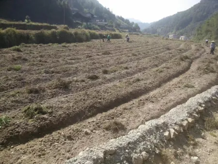 快来看(石仙草在什么地方长)雪山仙草是什么,(图2) 快来看(石仙草在什么地方长)雪山仙草是什么,(图2)